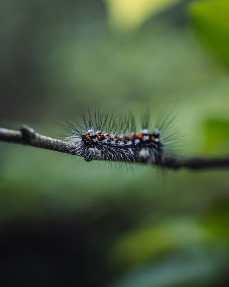 Munchkin Caterpillar