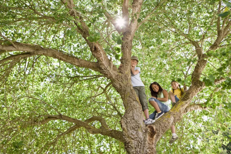 ThreeTrees Com