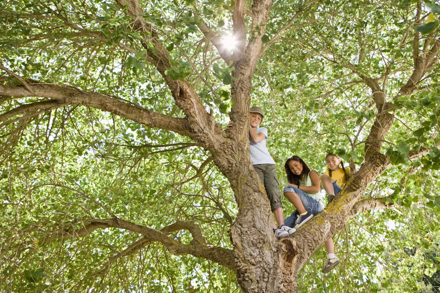ThreeTrees Com
