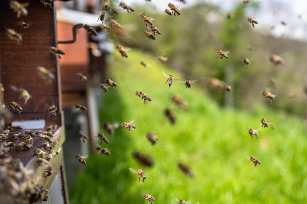 Beekeeping Supplies and the Queen Bee – The Foundation of a Healthy Hive