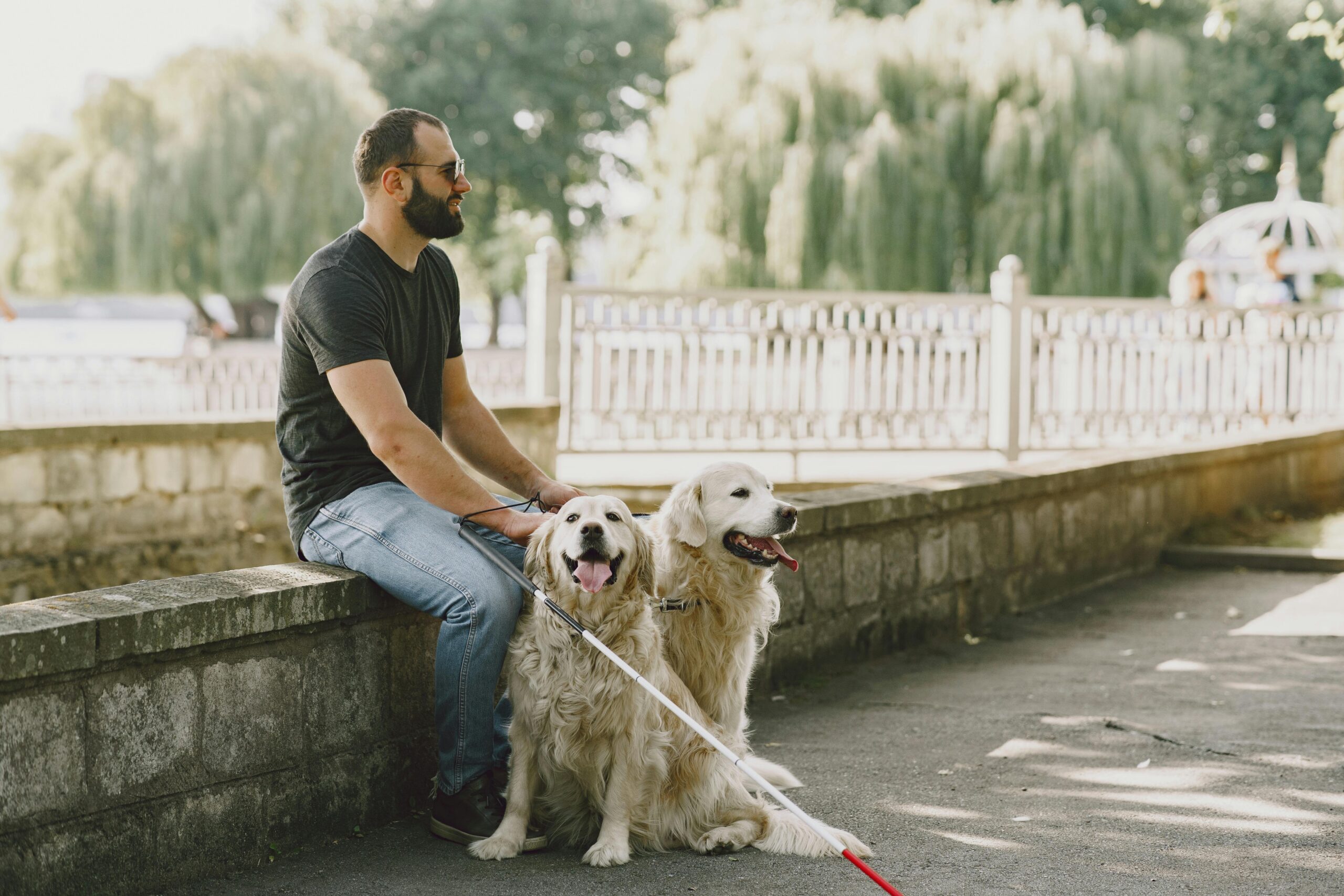 CBD for dog for pain